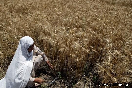 巴基斯坦拟放开小麦进口