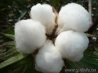 <font color=#ff0000>巴基斯坦</font>需进口大量棉花