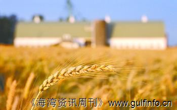 印度政府决定向公开<font color=#ff0000>市场</font>抛售1,000万吨国储小麦