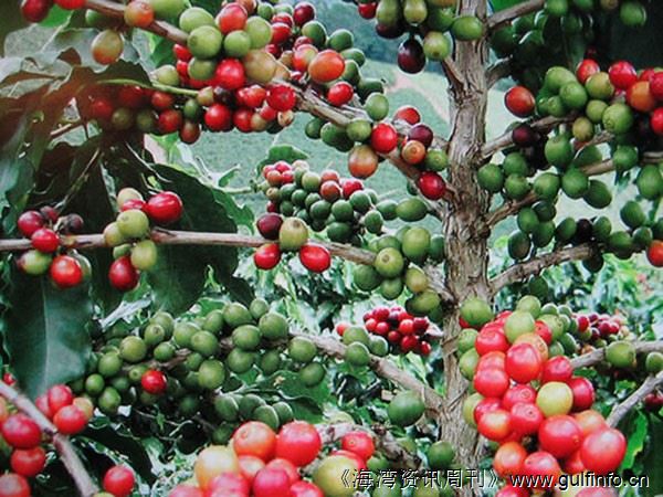 安哥拉可能再次成为世界主要咖啡生产国