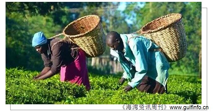 国家<font color=#ff0000>茶</font>叶商家应该抓住非洲<font color=#ff0000>茶</font>叶市场增长需求