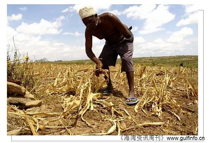 干旱带来巨大<font color=#ff0000>粮食</font>压力 非洲转基因作物政策开始松动