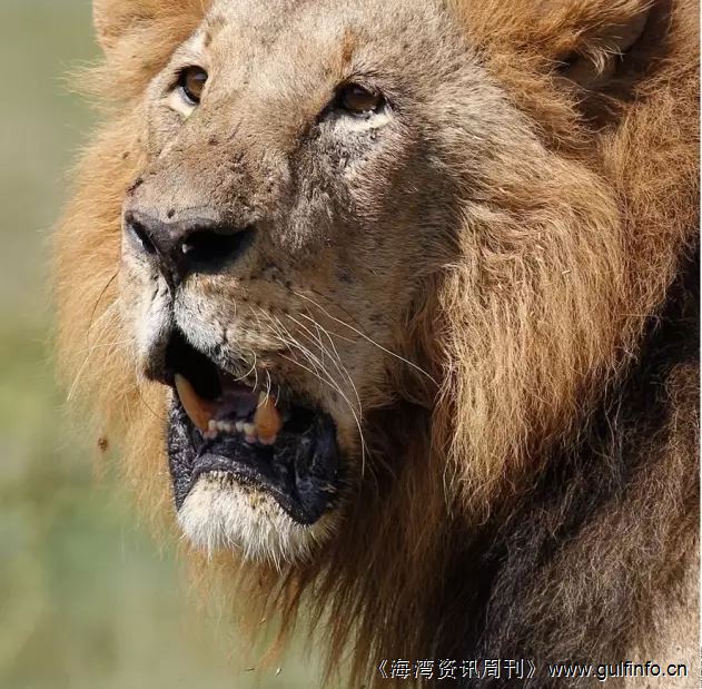<font color=#ff0000>肯尼亚</font>狮子又进城 这回伤了人