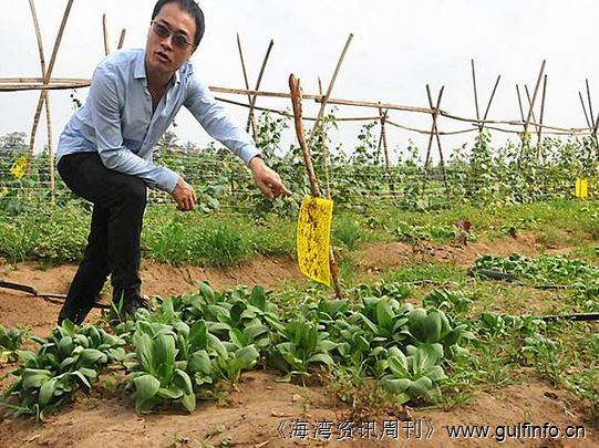 中国人在非洲热带丛林建起生态养鸡场