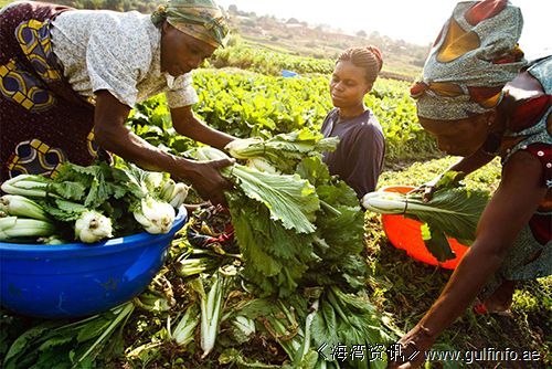 尼日利亚: 农业“走进”尼日利亚大有作为
