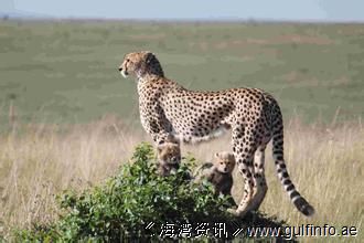 <font color=#ff0000>肯尼亚</font>的冬天