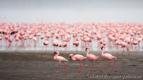 关于<font color=#ff0000>肯尼亚</font>的10件事