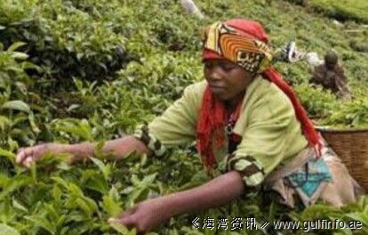 肯尼亚2016年前5个月茶叶<font color=#ff0000>收入</font>同比增加29%