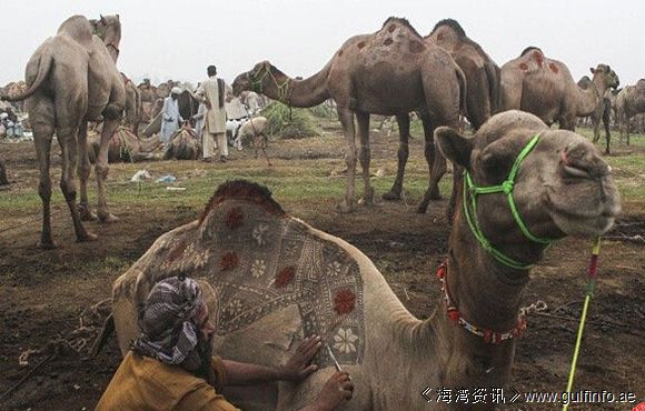 理发师在骆驼身上“作画”，简直震撼眼球！