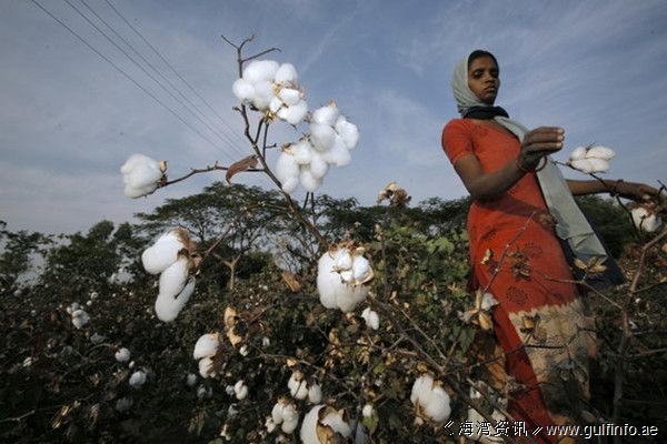 中国将在非洲<font color=#ff0000>推广种植棉花</font>