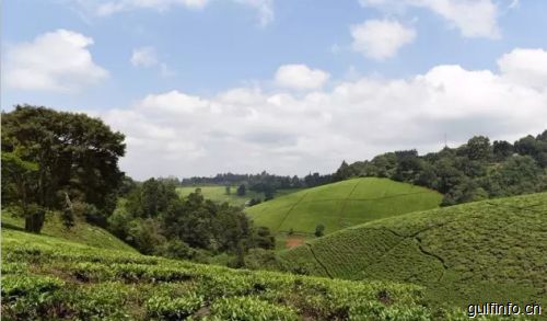 茶叶大国肯尼亚的红茶发展历史，带你了解肯尼亚红茶！