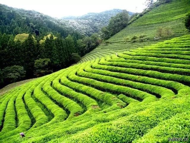 当肯尼亚优质<font color=#ff0000>茶叶</font>遇上中国先进制茶工艺，她和茶都火了！