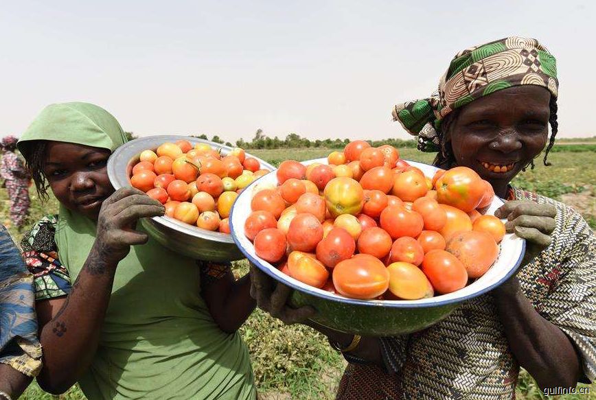 尼日利亚番茄酱进口再出严政  每吨将额外<font color=#ff0000>征税</font>1500美元