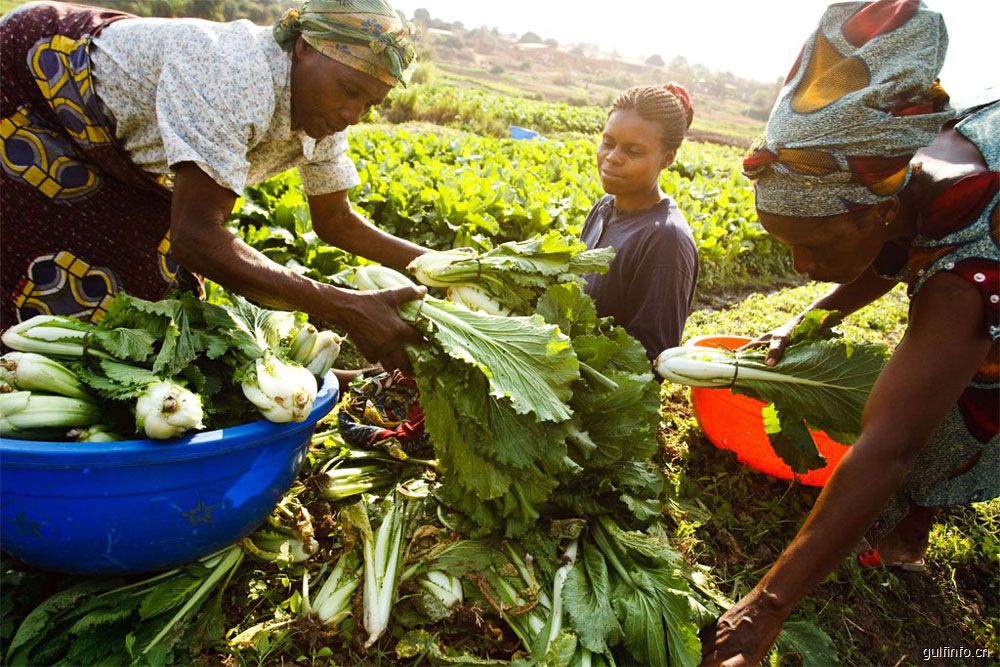 在<font color=#ff0000>农业</font>政策支持下尼日利亚农用土地需求大涨