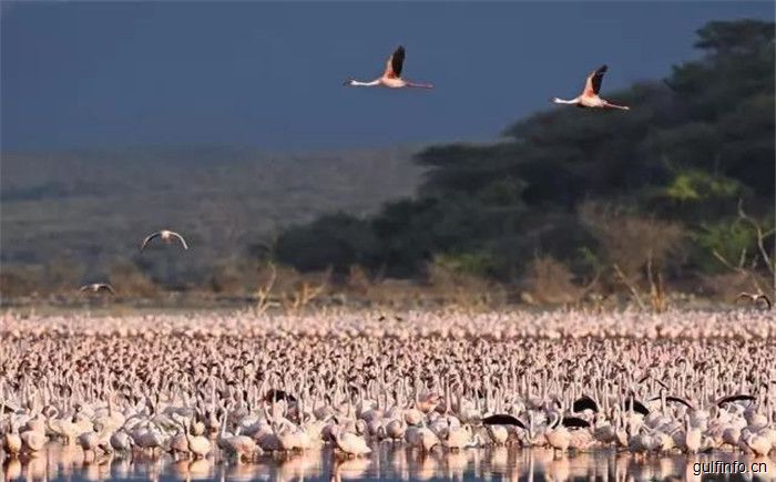美到震撼！百万只火烈鸟翩翩起舞，就在肯尼亚博戈里亚湖