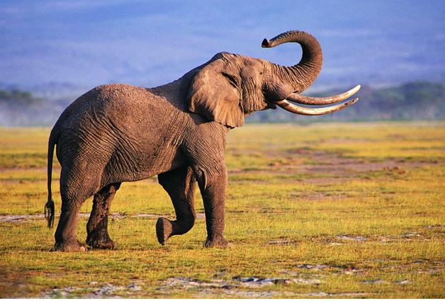 <font color=#ff0000>博茨瓦纳</font>——非洲象最后的避难所
