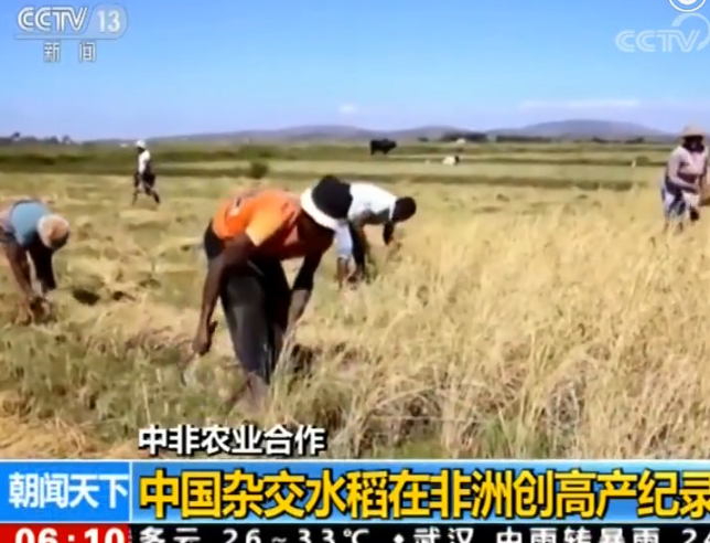 中国杂交水稻将在<font color=#ff0000>安哥拉</font>建立生产育种基地