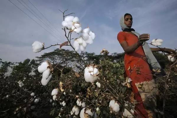 <font color=#ff0000>非洲棉花行业现状及未来</font>