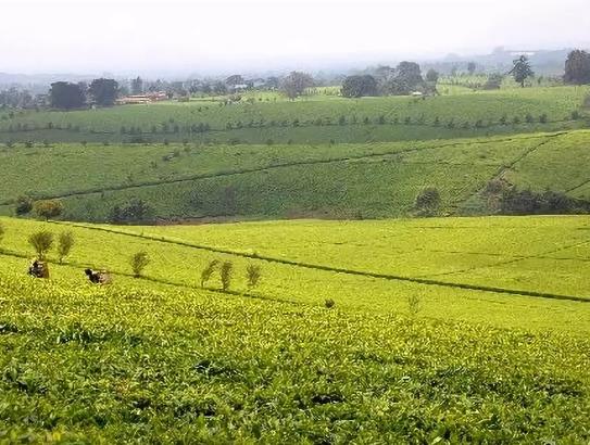 非洲<font color=#ff0000>茶</font>产业的发展状况