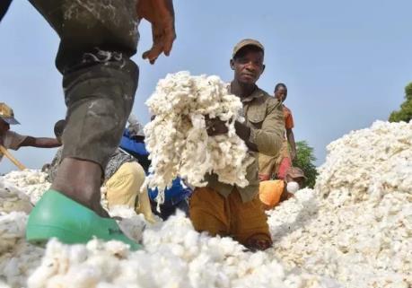 <font color=#ff0000>非洲</font>棉花行业现状及未来