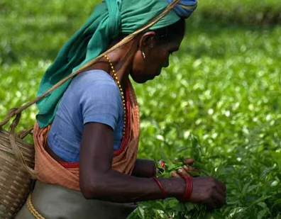 总台记者看世界丨全球第三大产茶国，肯尼亚红茶的口味有多独特？