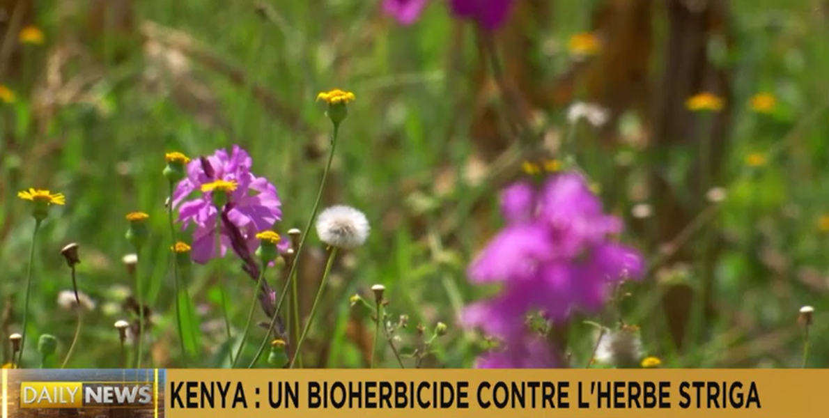 <font color=#ff0000>肯尼亚</font>：农民使用生物除草剂对抗杀死农作物的“金缕草”